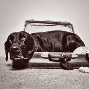 Pets on a Plane